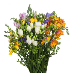 										Фрезия (Fr) Du Gem 50 Cm									