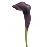 										Калла (Zant) Odessa 50 Cm									