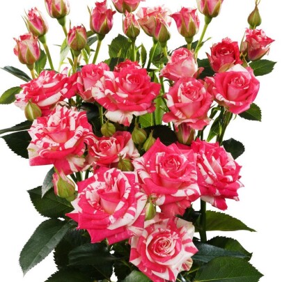 Роза куст (R) Tr Fireworks 50 Cm Роза куст (R) Tr Fireworks 50 Cm