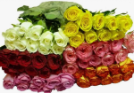 										Роза одног (Rosa) Mix 60 Cm (Кения)									