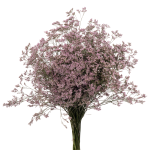 										Лимониум (Lim) Saf Oshi Pink 60 Cm									