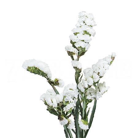 Статица (Lim) S Wh Starl Wings 80 Cm Статица (Lim) S Wh Starl Wings 80 Cm