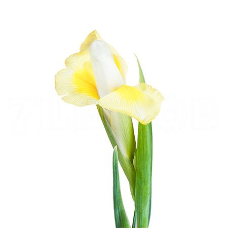 Ирис (Iris) Apollo 65 Cm Ирис (Iris) Apollo 65 Cm