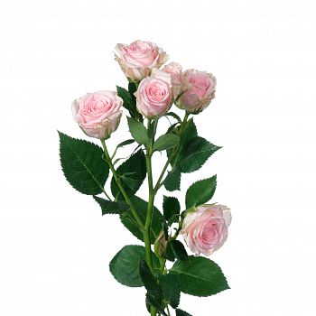 										Роза куст (R) Tr Severina 70 Cm									