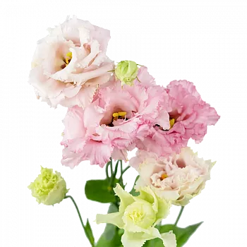 										Эустома (Eus) G Alissa Pink 70 Cm (Краснодар)									