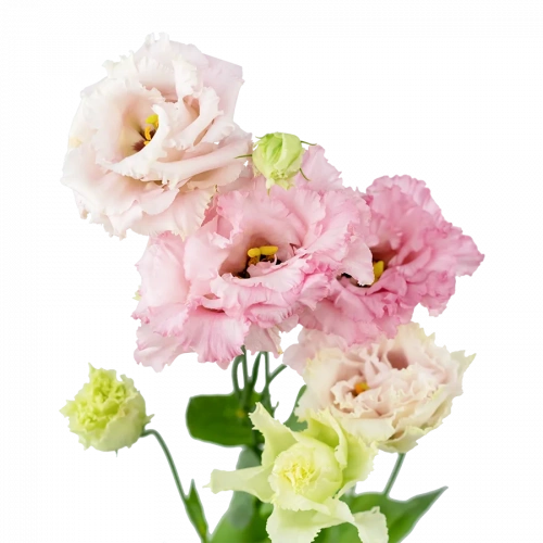 Эустома (Eus) G Alissa Pink 70 Cm (Краснодар)