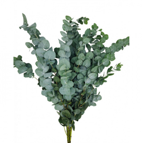 Эвкалипт (Eucalyptus) Cyneria Китай 1kg Эвкалипт (Eucalyptus) Cyneria Китай 1kg
