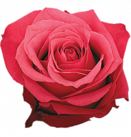 										Роза одног (Rosa) CHERRY O 50 Cm									