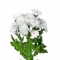 										Хриза сан (Chr) S Baykal 55 Cm									
