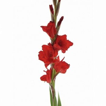 										Гладиолус (Glad) Gr Red Balance 120 Cm									