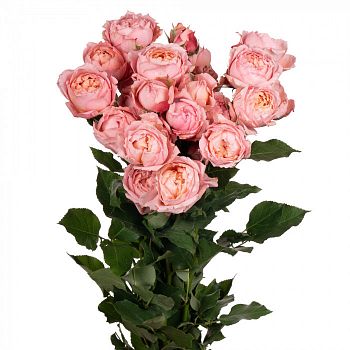 										Роза куст (R) Tr Julietta 50 Cm									