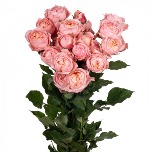 Роза куст (R) Tr Julietta 50 Cm