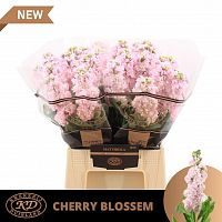 										Маттиола (Matth) Impala Cher Bl 50 Cm									