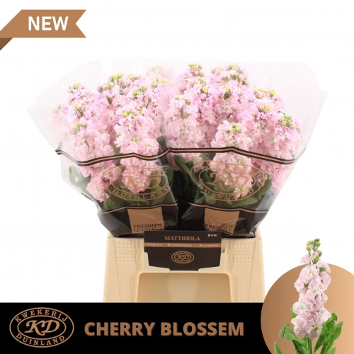 Маттиола (Matth) Impala Cher Bl 50 Cm