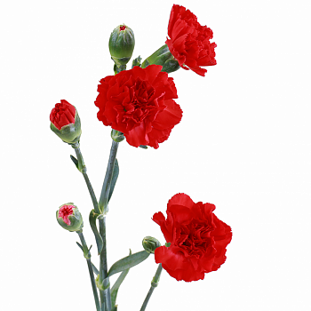										Гвоздика куст (Di) MINI CARN RED 70 Cm									