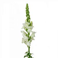 										Антириниум (Antir) Avignon White 65 cm									