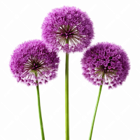 										Аллиум (Allium) Giganteum 80 Cm									