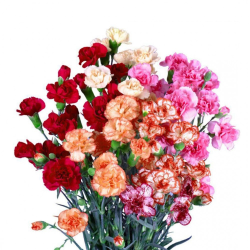 Гвоздика куст (Di) MINI CARN MIX 70 Cm Гвоздика куст (Di) MINI CARN MIX 70 Cm