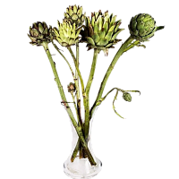 										Артишок (Cynara) Sc Green Glob 80 Cm									