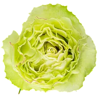										Роза одног (Rosa) LEMONADE 50 Cm									