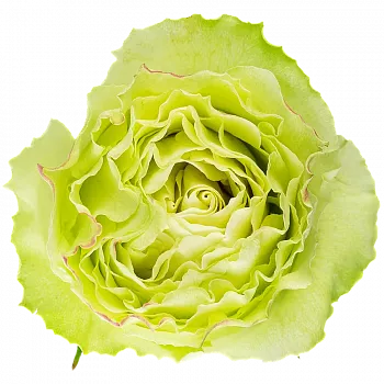										Роза одног (Rosa) LEMONADE 50 Cm									