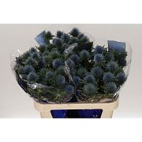 										Эрингиум (Eryn) Magnetar Qstar 50 Cm									
