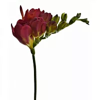 										Фрезия (Fr) Du Expression 50 Cm									