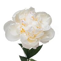 										Пион (Paeo) L Mary Nicholls 60 Cm									