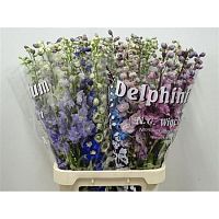 										Дельфиниум (Delph) Du Gem 60 Cm									
