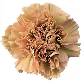 										Гвоздика одног (Di) CARN CARAMEL 75 Cm									
