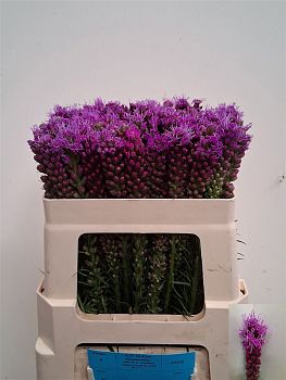 										Лиатрис (Liatris) Spicata 50 Cm									