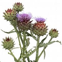 										Артишок (Cynara) Cardunculus 90 Cm									