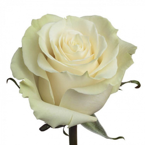 Роза одног (Rosa) MONDIAL 50 Cm