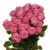 										Роза куст (R) Tr Purple Queen 60 Cm									