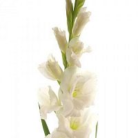 										Гладиолус (Glad) Gr Nova Zembla 120 Cm									
