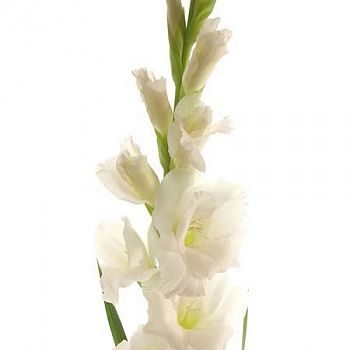 										Гладиолус (Glad) Gr Nova Zembla 120 Cm									