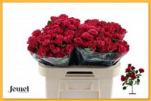 										Роза куст (R) Tr Roseberry 60 Cm									