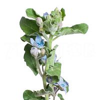 										Оксипиталум (Oxy) Co Tan Pure Blu 50 Cm									