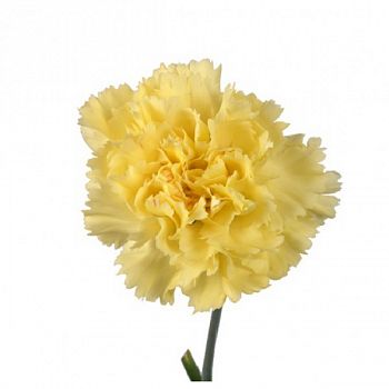 										Гвоздика куст (Di) MINI CARN YELLOW 70 Cm									