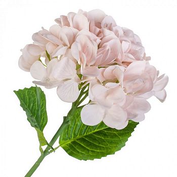 										Гортензия (Hortencia) Pink 60 Cm									