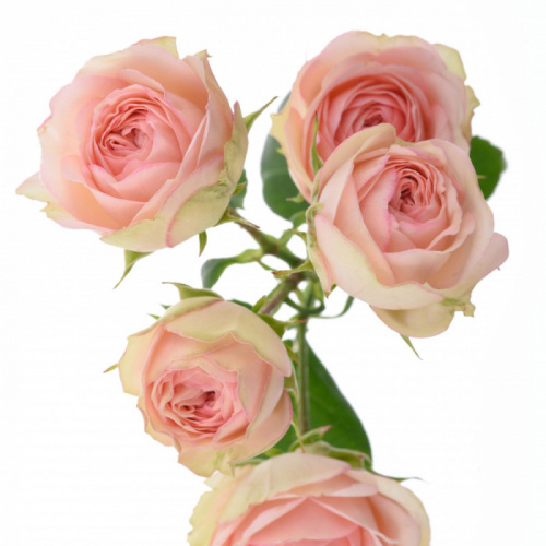 Роза куст (R) Tr Grandmas Katy 60 Cm Роза куст (R) Tr Grandmas Katy 60 Cm