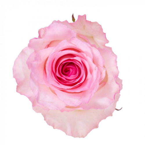 Роза одног (Rosa) Pink Ohara 50 Cm