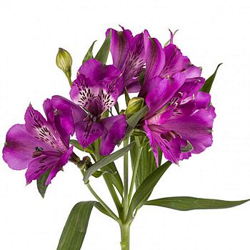 										Альстромерия (ALSTRO) Purple 70 Cm									