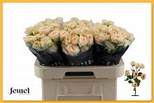 										Роза куст (R) Tr Holly 60 Cm									