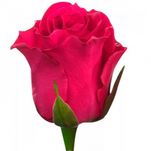 Роза одног (Rosa) PINK FLOYD 50 Cm