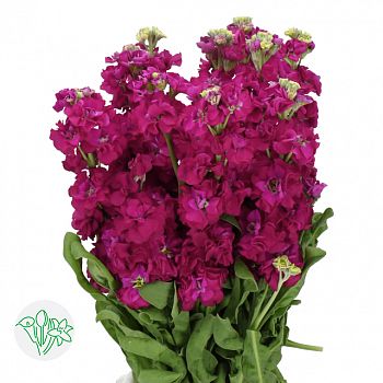 										Маттиола (Matth) Impala Red 50 Cm									