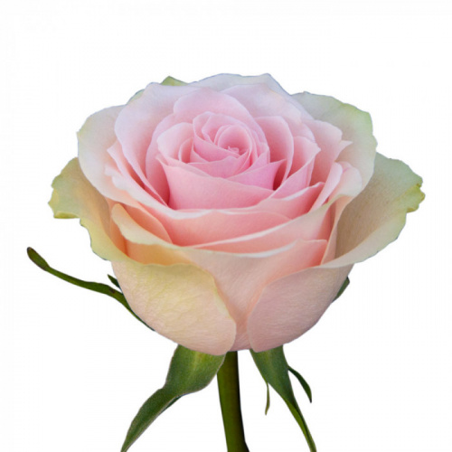Роза одног (Rosa) FRUTTETO 70 Cm