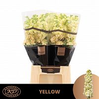 										Маттиола (Matth) Stox Yellow 50 Cm									
