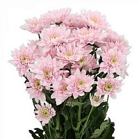 										Хриза куст (Chr) T Pastela Pink 70 Cm									