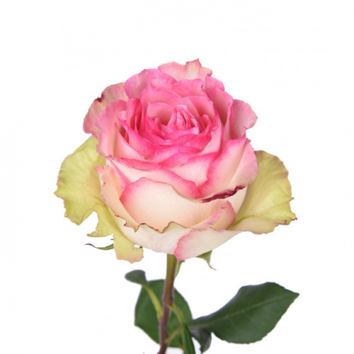 Роза одног (Rosa) ESPERANCE 50 Cm Роза одног (Rosa) ESPERANCE 50 Cm